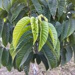 Annona reticulata পাতা