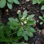 Arabidopsis thaliana Habitus