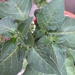 Solanum americanum Leaf
