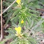 Ajuga chamaepitys Flower