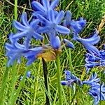 Agapanthus campanulatus Fiore