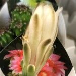 Gymnocalycium baldianum Flower