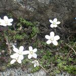Arenaria balearica Hábito