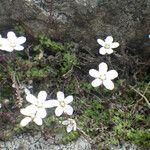 Arenaria balearica आदत