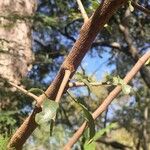 Searsia gueinzii Bark