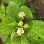 Lippia dulcis Kvet