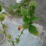 Acalypha alopecuroidea Лист