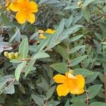 Hypericum × hidcoteense ফুল