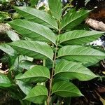 Pseudospondias microcarpa Leaf