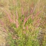 Setaria parviflora Habit