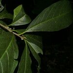 Cestrum schlechtendalii Blad