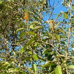 Byrsonima crassifolia Fleur