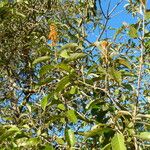 Byrsonima crassifolia Flower