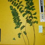 Adiantum philippense Lehti