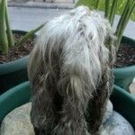 Pilosocereus leucocephalus Bark