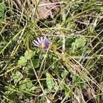 Anemone berlandieri Hàbitat