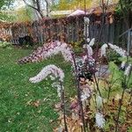 Actaea racemosaÇiçek