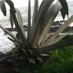 Agave salmiana 葉