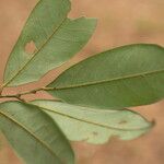 Baphia pubescens Φύλλο