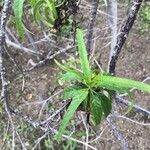 Ceballosia fruticosa Liść