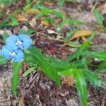 Commelina ensifolia 花