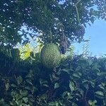 Cucurbita ficifolia Fruit