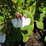 Impatiens tinctoria Цвят