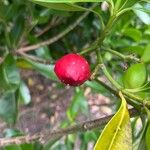 Ochrosia elliptica Fruit