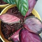 Calathea picturata Lehti