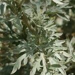 Artemisia absinthium Liść