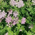 Chaerophyllum hirsutum Flower