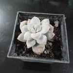 Echeveria colorataDelienn