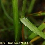 Carex pairae Azala