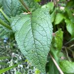 Verbascum phoeniceum Leaf