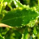 Rubia fruticosa Otro