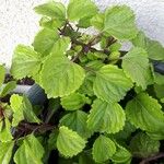 plectranthus australis葉