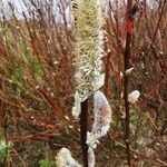 Salix lapponum Flower