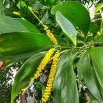 Acacia auriculiformis Blad