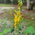 Crotalaria pallida Kwiat