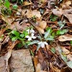 Cardamine concatenataBloem