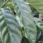 Coffea canephora 葉