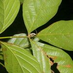 Paullinia pinnata Leaf