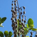 Sophora tomentosa Ffrwyth