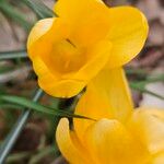 Crocus chrysanthus Flor