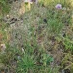 Armeria arenaria Elinympäristö