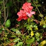 Plumbago indica 花