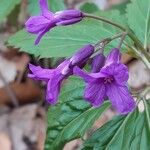 Cardamine glanduligera Flors