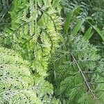 Asplenium bulbiferum Habitus