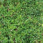 Cotoneaster dammeriLeaf