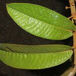 Virola koschnyi Leaf